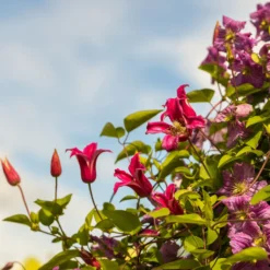 Waldrebe Lady Diana ® - Pinke Glocken den Sommer lang