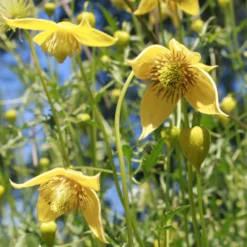 Waldrebe Little Lemons ® - Gelbe Blüten den ganzen Sommer
