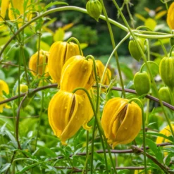 Waldrebe Little Lemons ® - Gelbe Blüten den ganzen Sommer