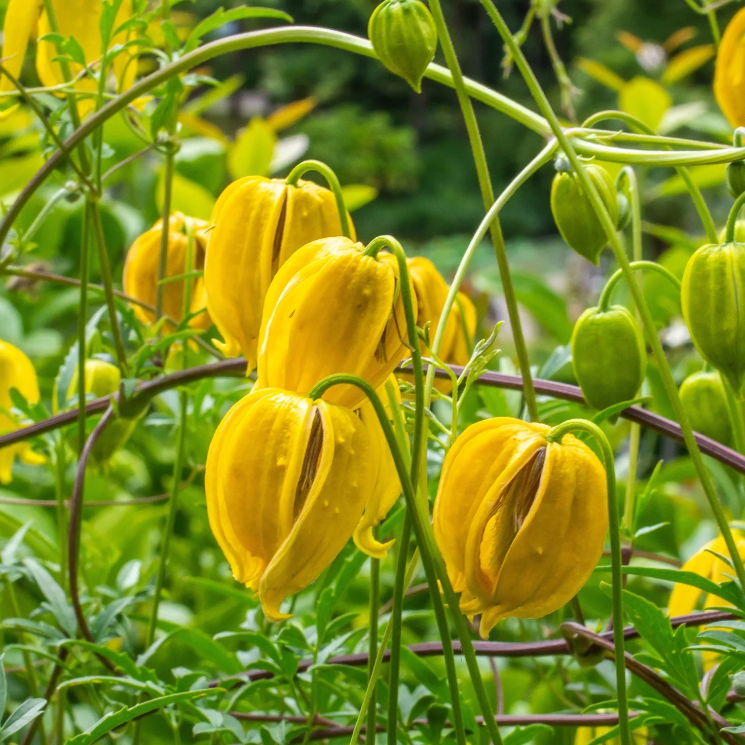 Waldrebe Little Lemons ® - Gelbe Blüten den ganzen Sommer