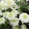 Waldrebe ‘Manju’® - Zweifarbige Blüten bis Herbst