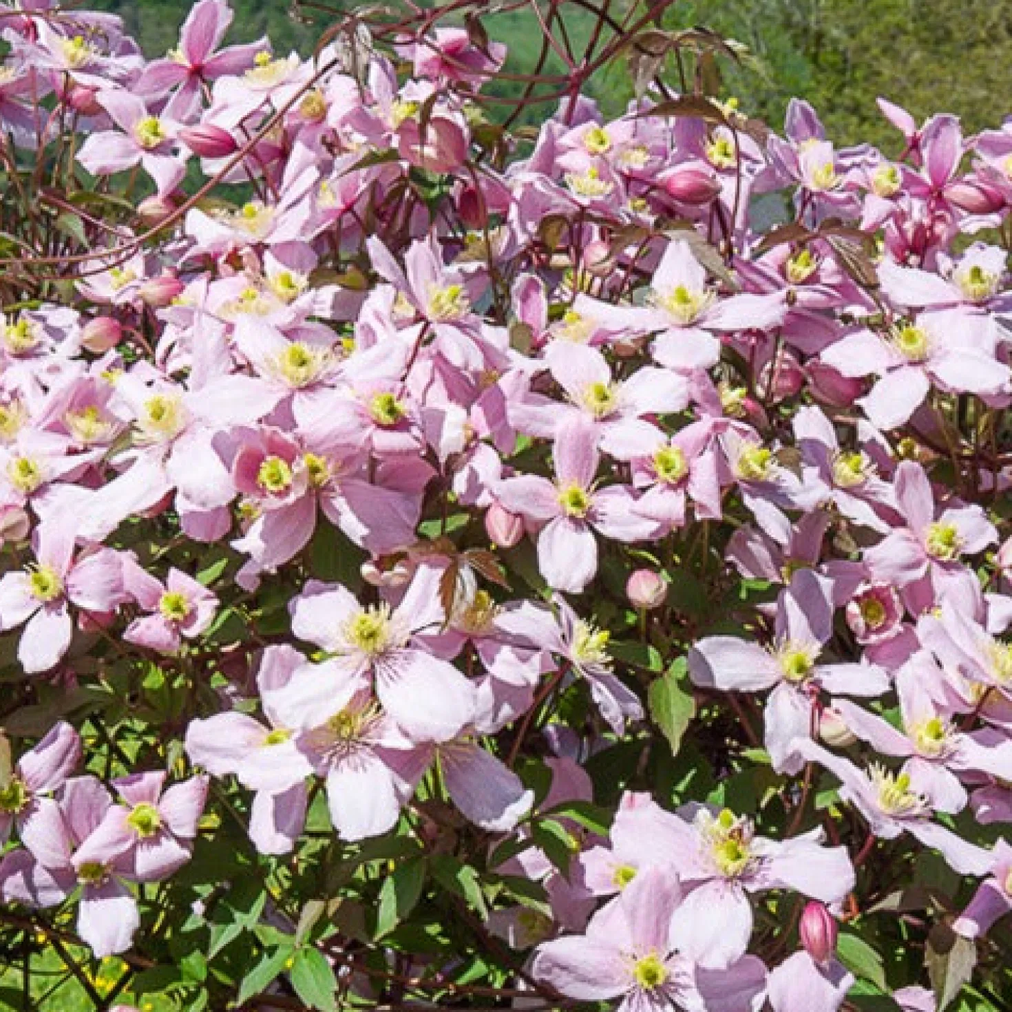 Waldrebe Mayleen - Duftende Blütenwand in Rosa