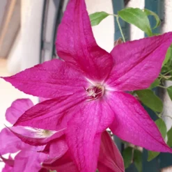Waldrebe ‘Nancy’ (Jour de la Terre®) - Buschige Blüten ganz einfach