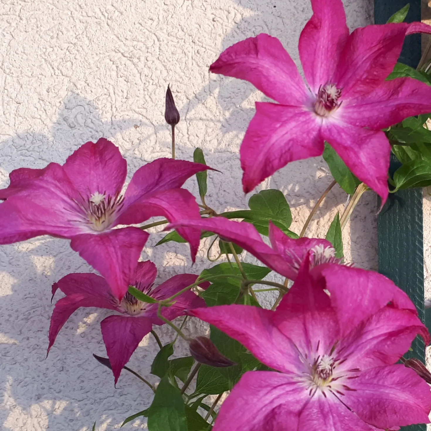 Waldrebe ‘Nancy’ (Jour de la Terre®) - Buschige Blüten ganz einfach