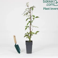 Waldrebe 'Nelly Moser' - Blüten so groß wie Hände