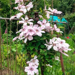 Waldrebe 'Nelly Moser' - Blüten so groß wie Hände