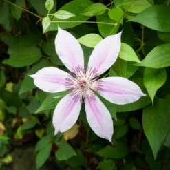 Waldrebe 'Nelly Moser' - Blüten so groß wie Hände