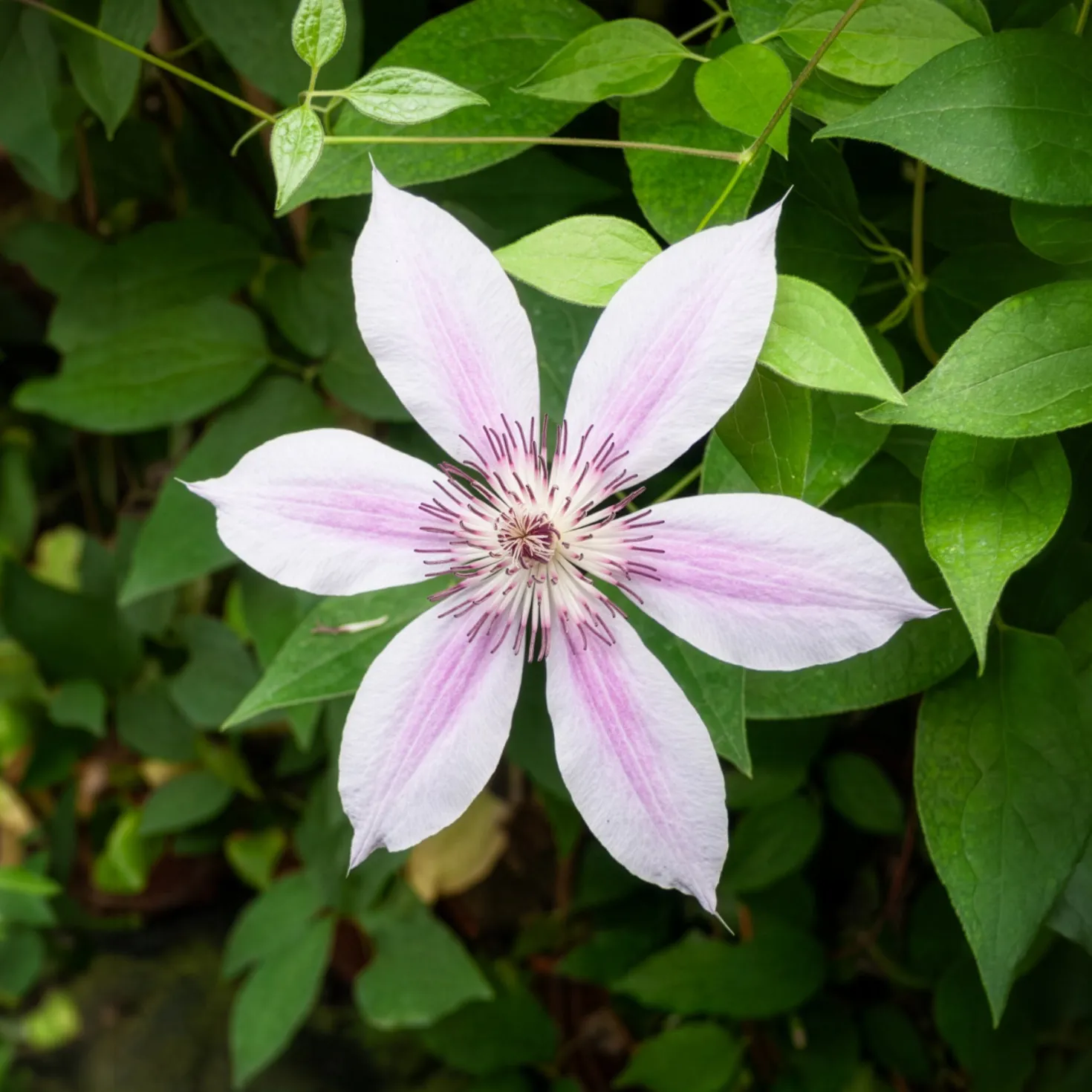 Waldrebe 'Nelly Moser' - Blüten so groß wie Hände