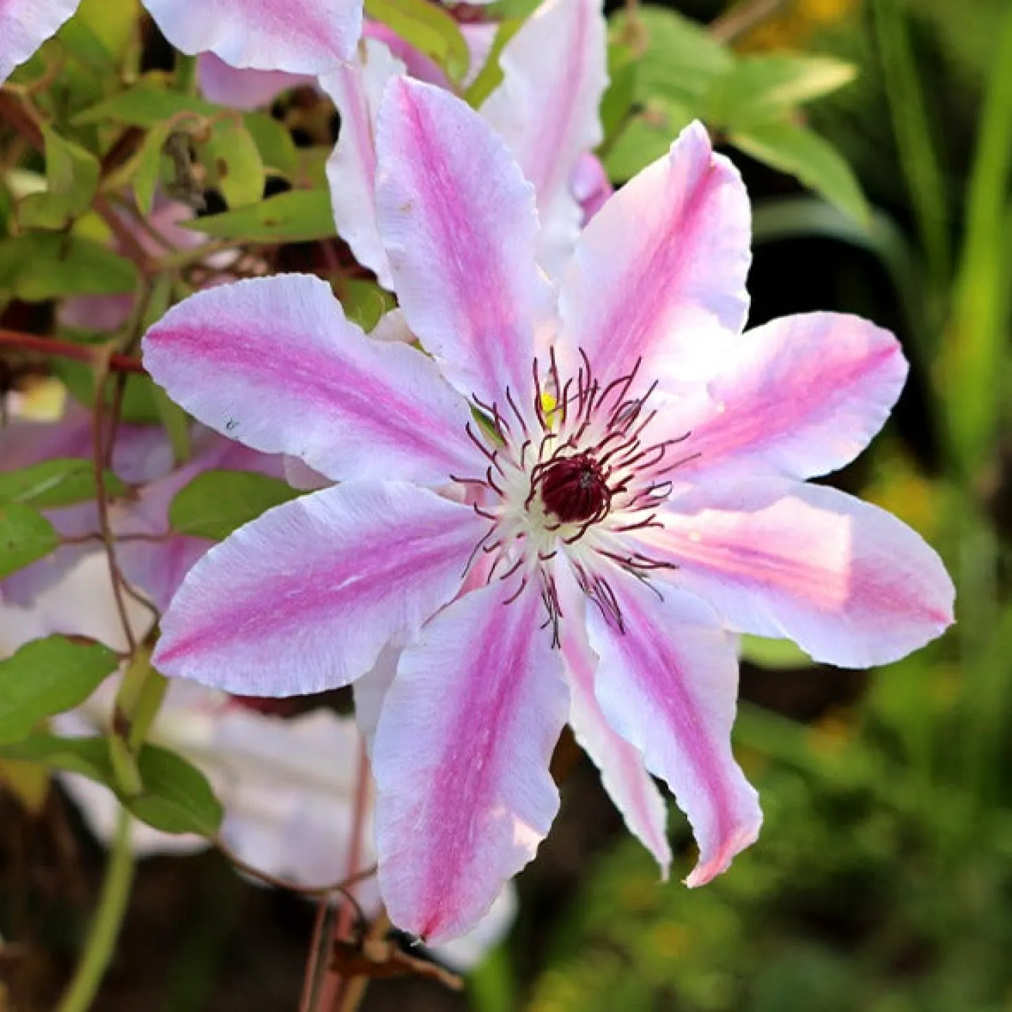 Waldrebe 'Nelly Moser' - Blüten so groß wie Hände