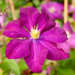Waldrebe ‘Niobe’ - Tiefrote Blüten am Zaun