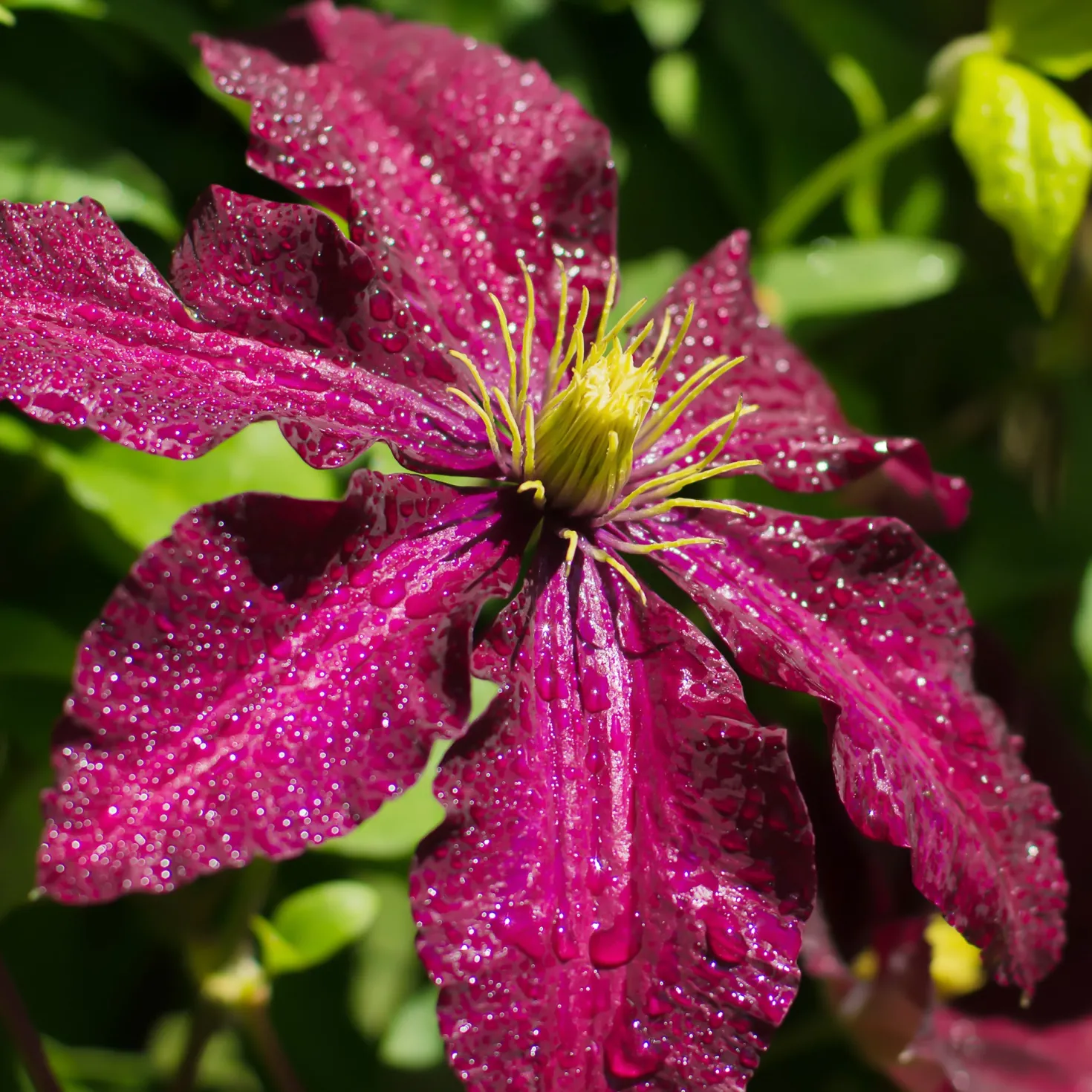 Waldrebe ‘Niobe’ - Tiefrote Blüten am Zaun