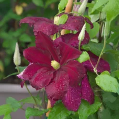 Waldrebe ‘Niobe’ - Tiefrote Blüten am Zaun