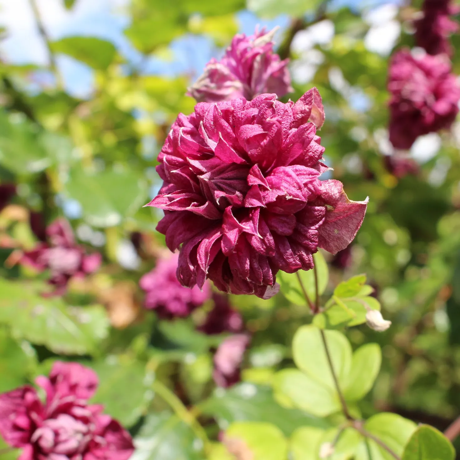 Waldrebe Purpurea plena elegans - Volle Blüten, echter Blickfang