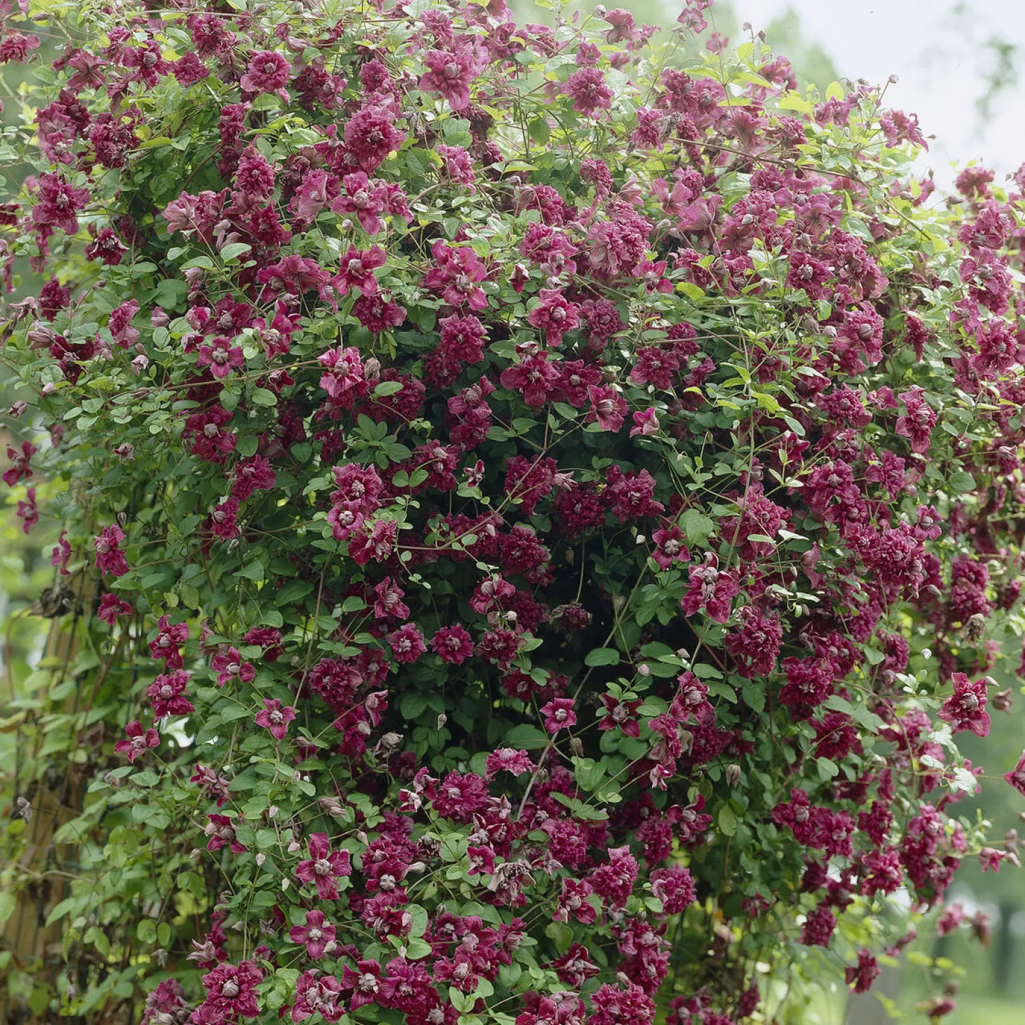 Waldrebe Purpurea plena elegans - Volle Blüten, echter Blickfang