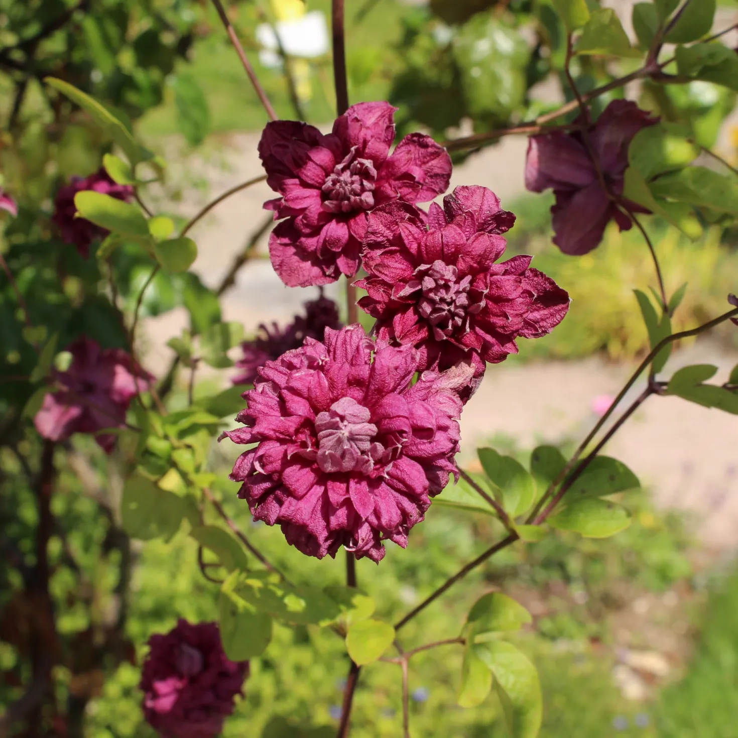 Waldrebe Purpurea plena elegans - Volle Blüten, echter Blickfang