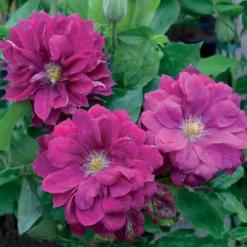 Waldrebe ‘Red Star’ - Rote Blüten, schnell und leicht