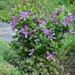 Waldrebe Saphyra® Estrella - Blaue Blüten den ganzen Sommer