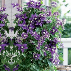 Waldrebe 'Taiga' - Zweifarbige Blüten am Zaun