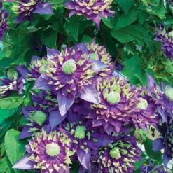 Waldrebe 'Taiga' - Zweifarbige Blüten am Zaun