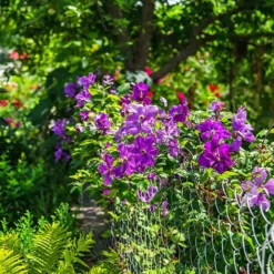 Waldrebe ‘The President’ - Blaue Blüten den ganzen Sommer