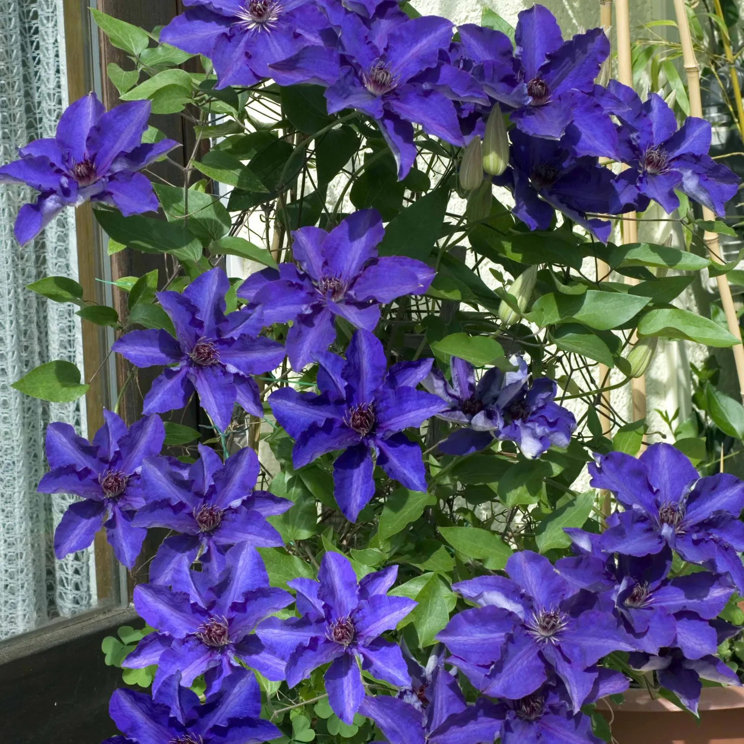 Waldrebe ‘The President’ - Blaue Blüten den ganzen Sommer