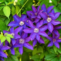 Waldrebe ‘The President’ - Blaue Blüten den ganzen Sommer