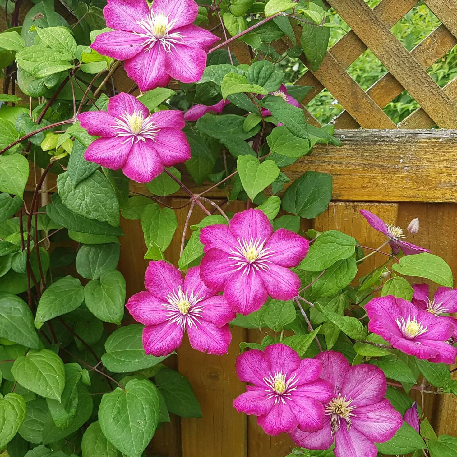 Waldrebe ‘Ville de Lyon’ - Leuchtend pink im Sommer