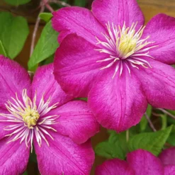 Waldrebe ‘Ville de Lyon’ - Leuchtend pink im Sommer