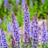 Waldsalbei Blauhügel - Blaue Blütenpracht ganz easy