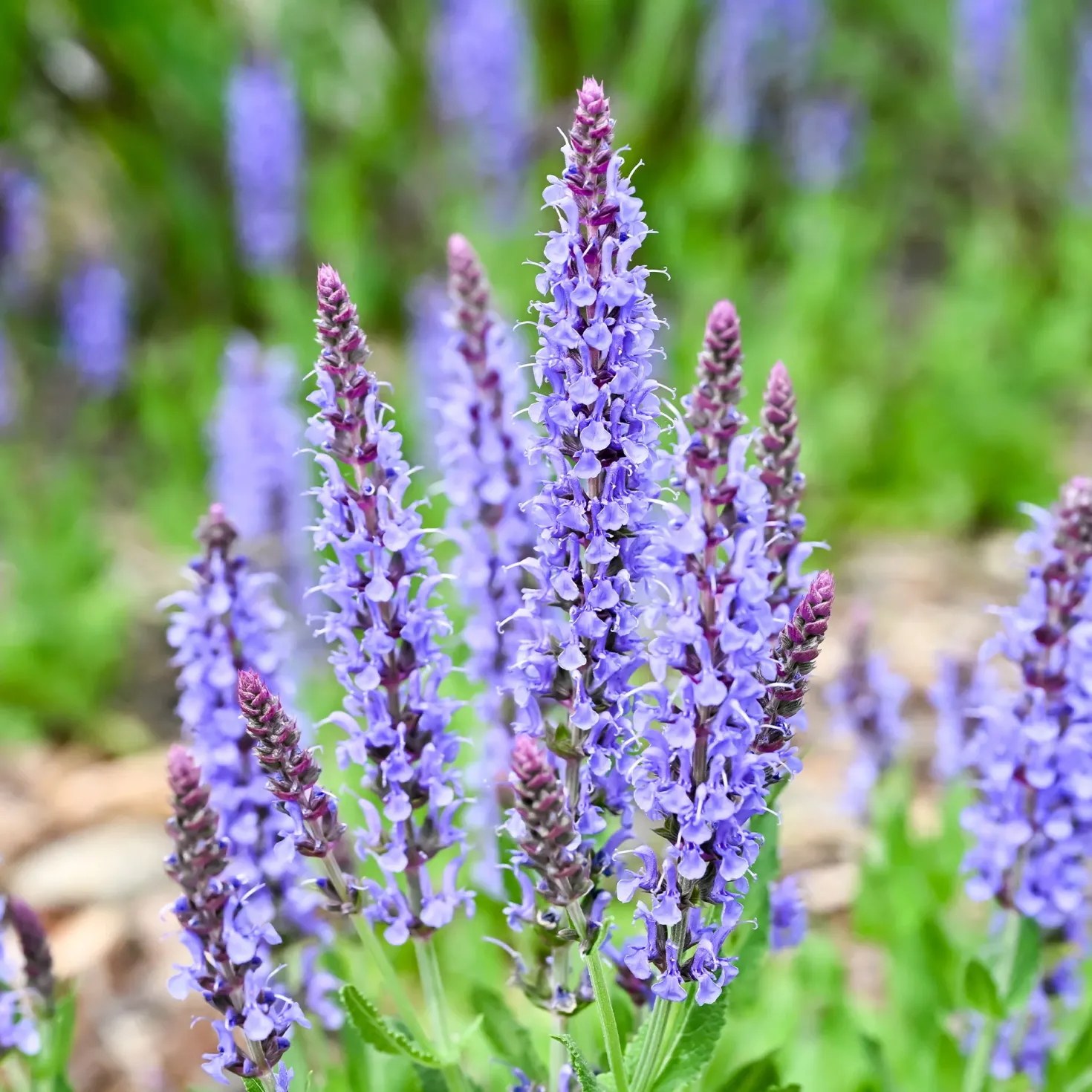 Waldsalbei Blauhügel - Blaue Blütenpracht ganz easy