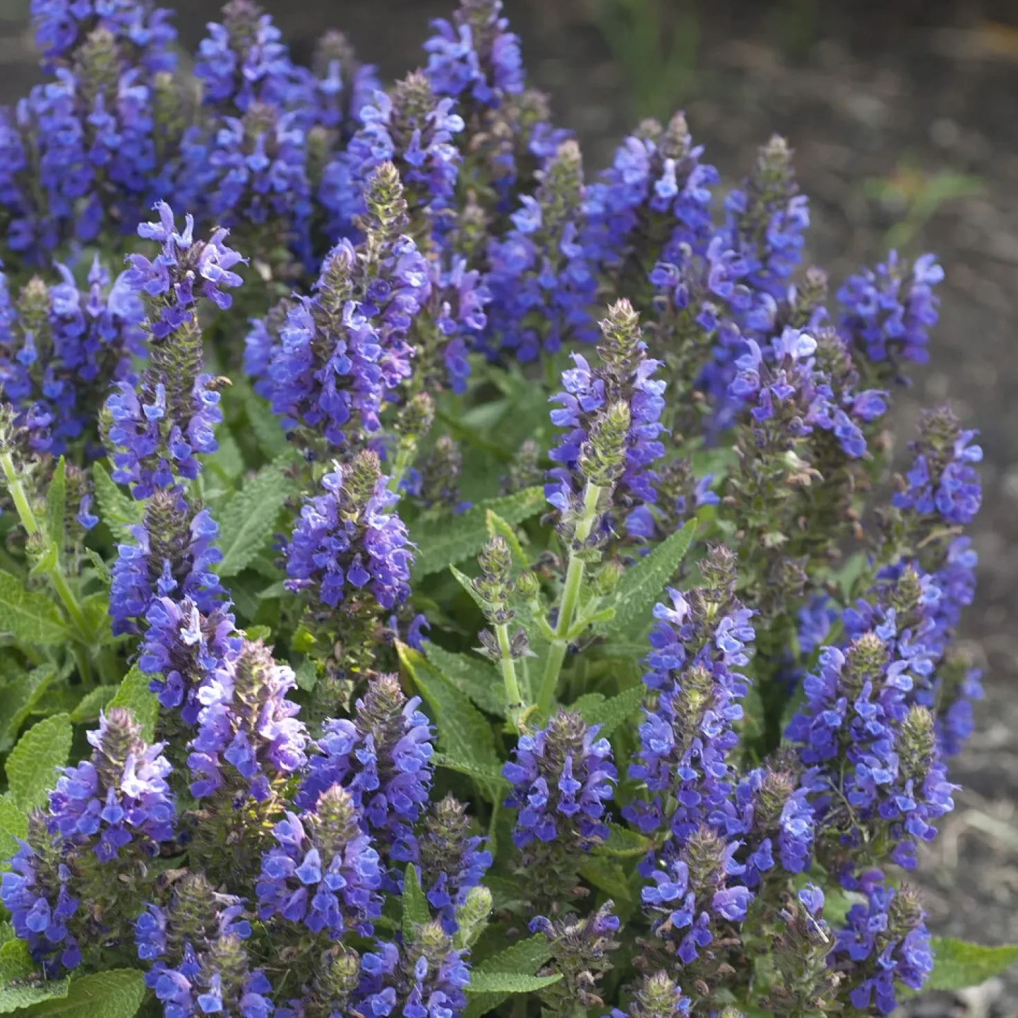 Wald-Salbei Marcus - Blaue Blüten den ganzen Sommer