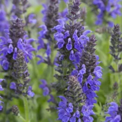 Wald-Salbei Marcus - Blaue Blüten den ganzen Sommer