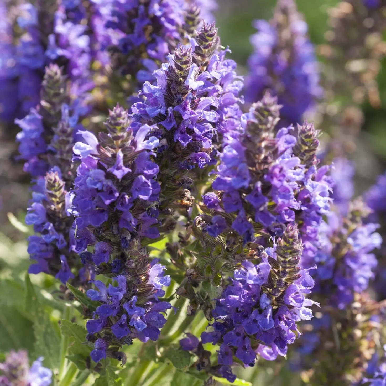 Wald-Salbei Marcus - Blaue Blüten den ganzen Sommer
