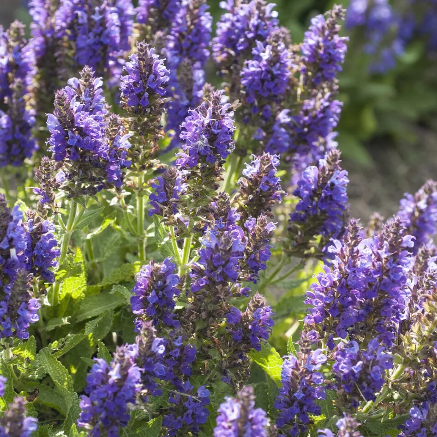 Wald-Salbei Marcus - Blaue Blüten den ganzen Sommer
