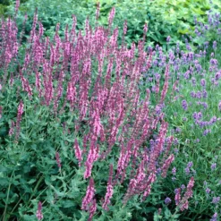 Wald-Salbei Rose Queen - Rosa Blüten den ganzen Sommer