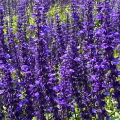 Wald-Salbei Viola Klose - Tiefviolett, blüht monatelang