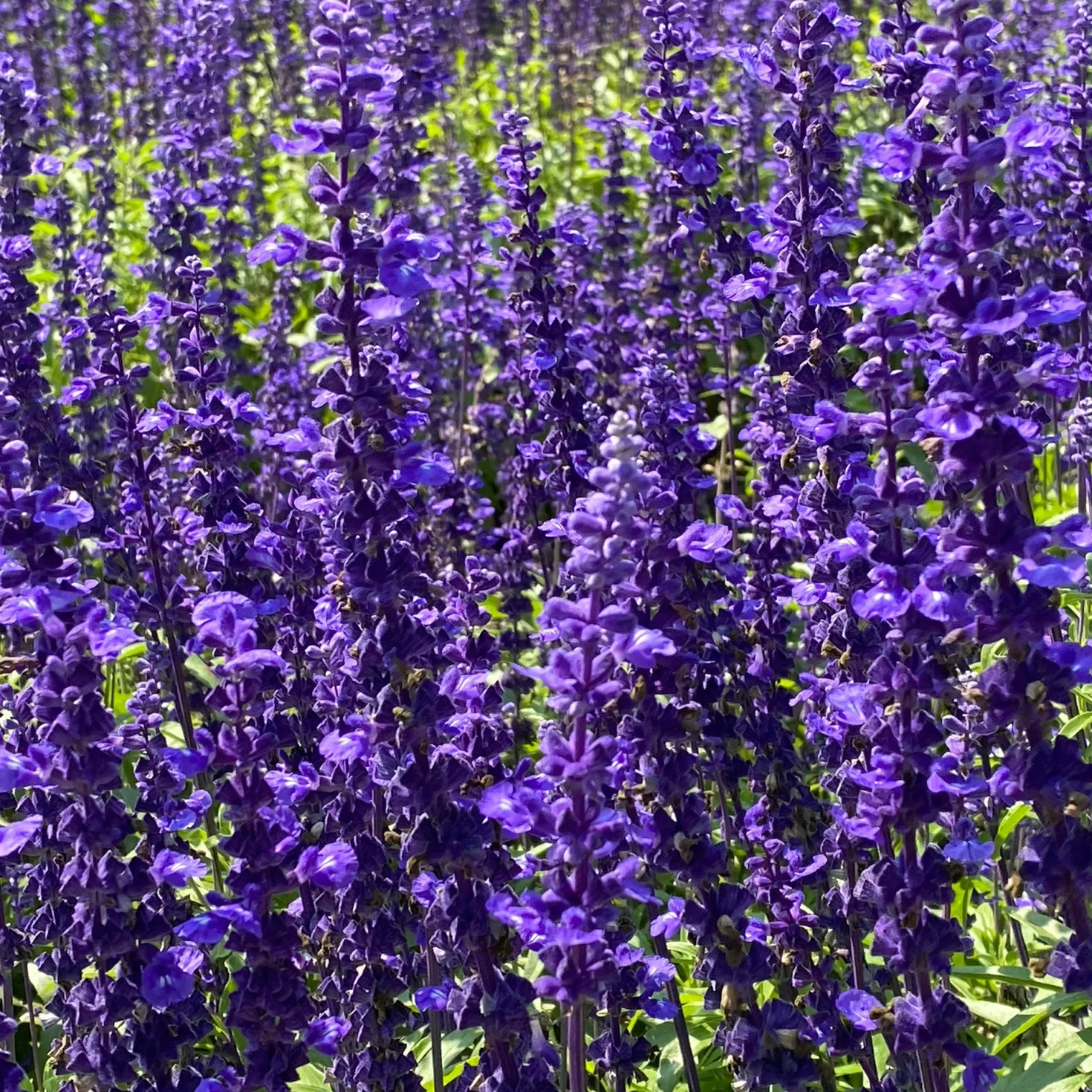 Wald-Salbei Viola Klose - Tiefviolett, blüht monatelang