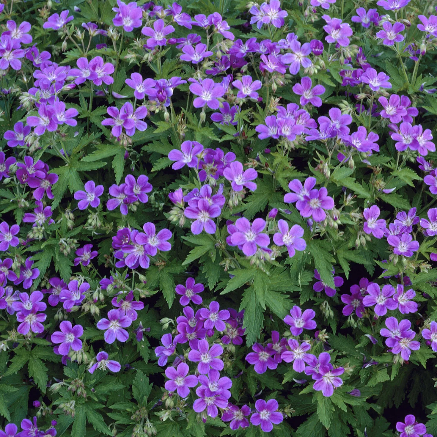 Wald-Storchschnabel ‘Mayflower’ - Blaue Blüten im Schatten