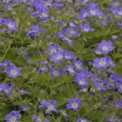 Wald-Storchschnabel ‘Mayflower’ - Blaue Blüten im Schatten