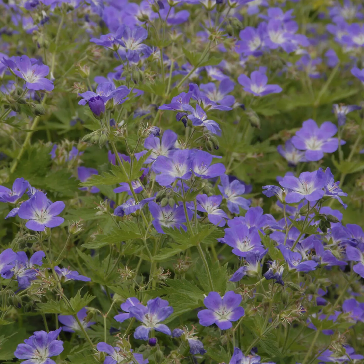 Wald-Storchschnabel ‘Mayflower’ - Blaue Blüten im Schatten