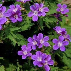 Wald-Storchschnabel ‘Mayflower’ - Blaue Blüten im Schatten