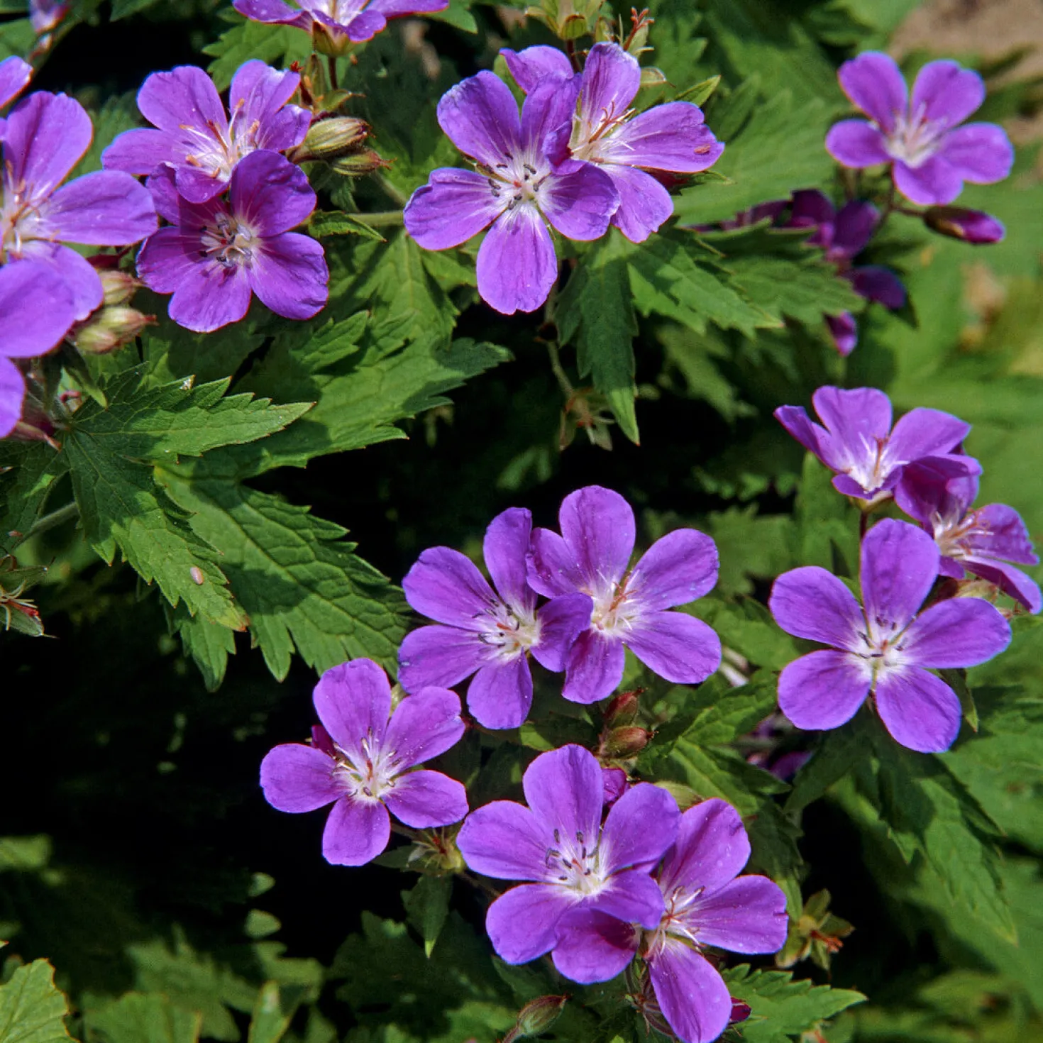 Wald-Storchschnabel ‘Mayflower’ - Blaue Blüten im Schatten