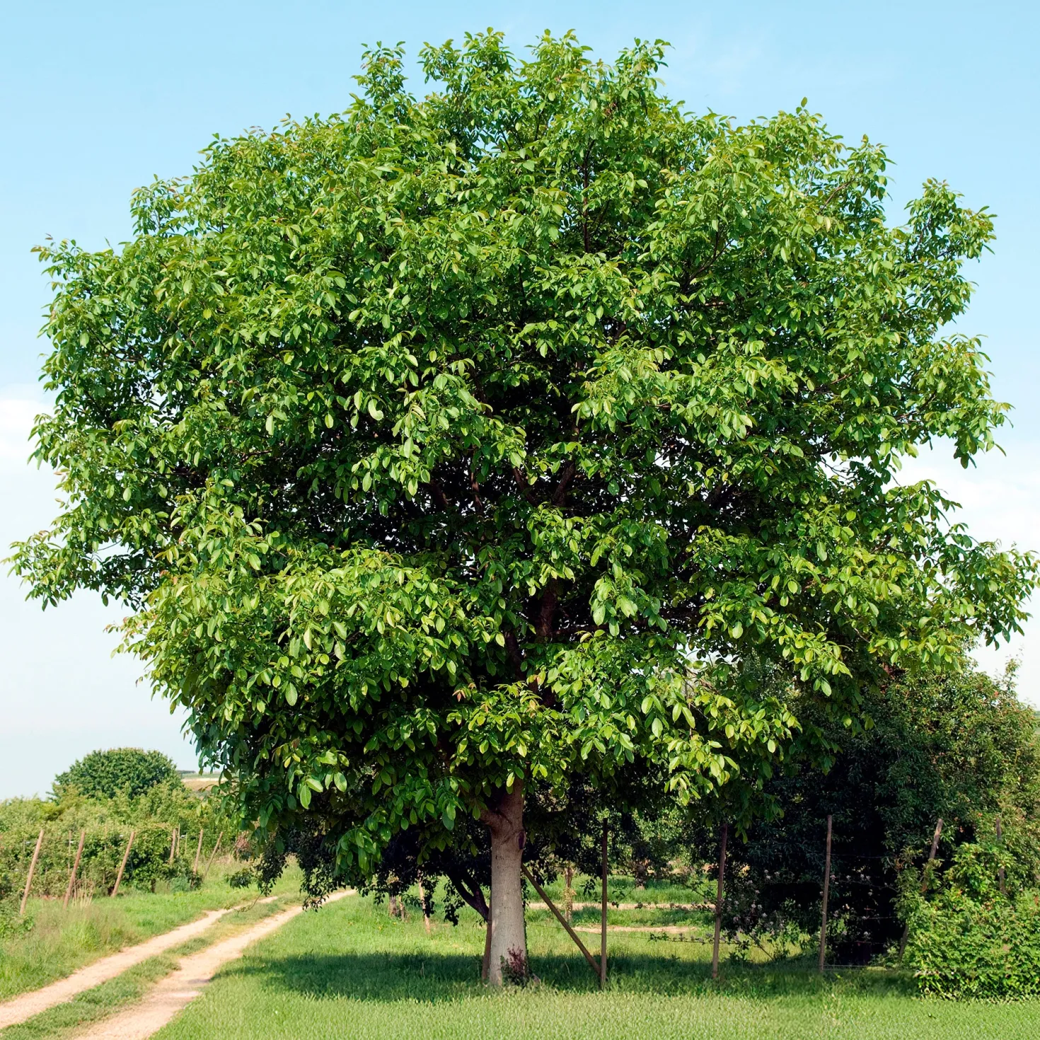 Walnuss Buccaneer - Ernte ohne zweiten Baum