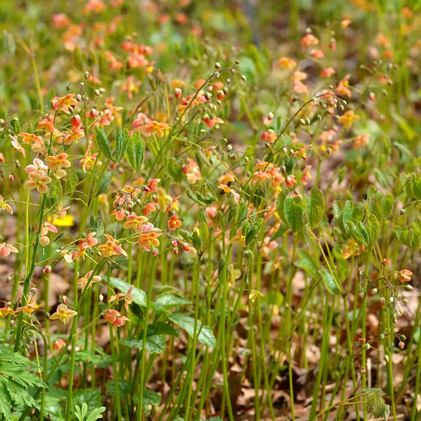 Warley-Elfenblume - Orange leuchtet der Schatten
