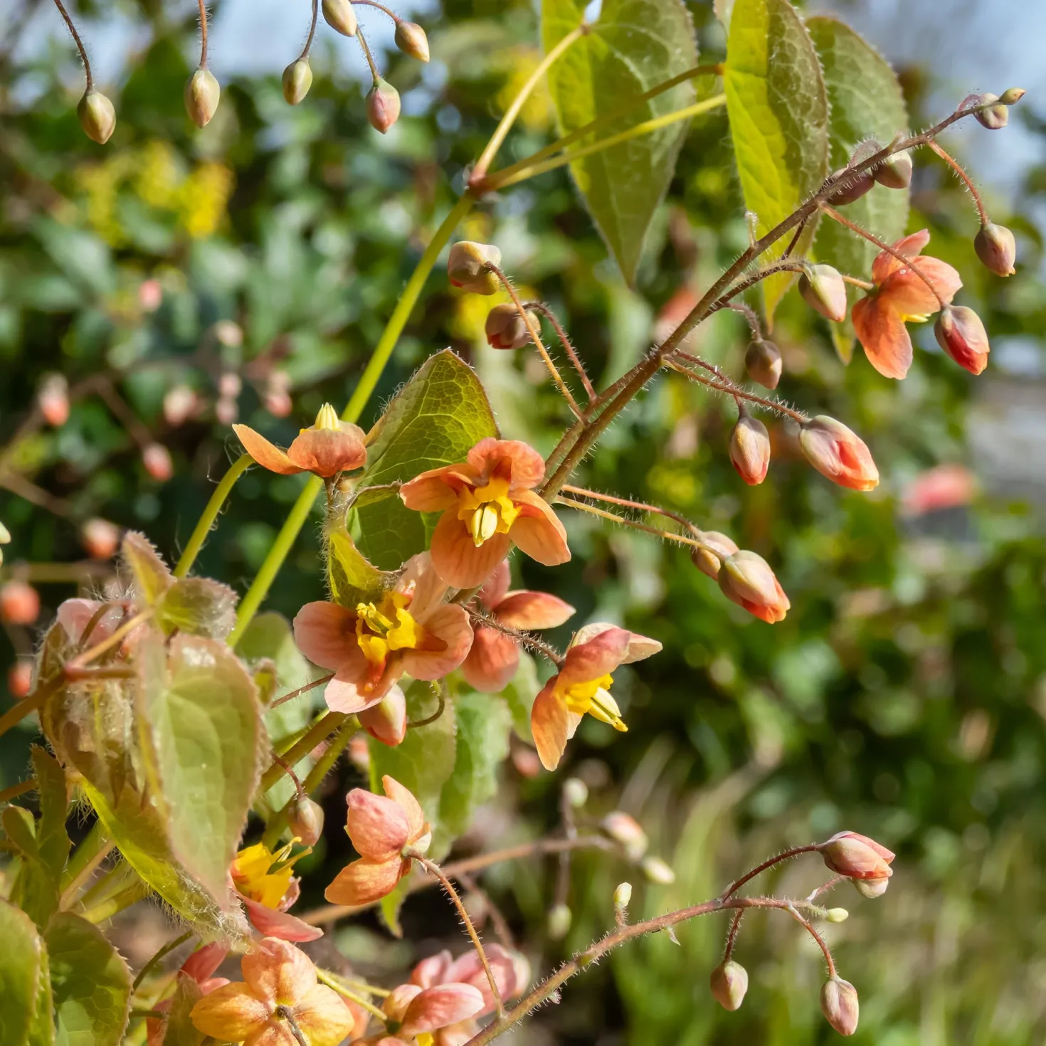 Warley-Elfenblume - Orange leuchtet der Schatten
