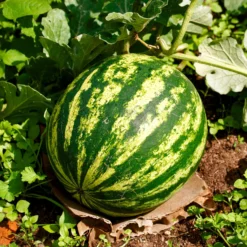 Wassermelone Citrullus 'Crimson Sweet' - Süß und saftig im Garten
