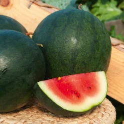 Wassermelone Citrullus 'Sugar Baby' - Süße Melonen selbst geerntet