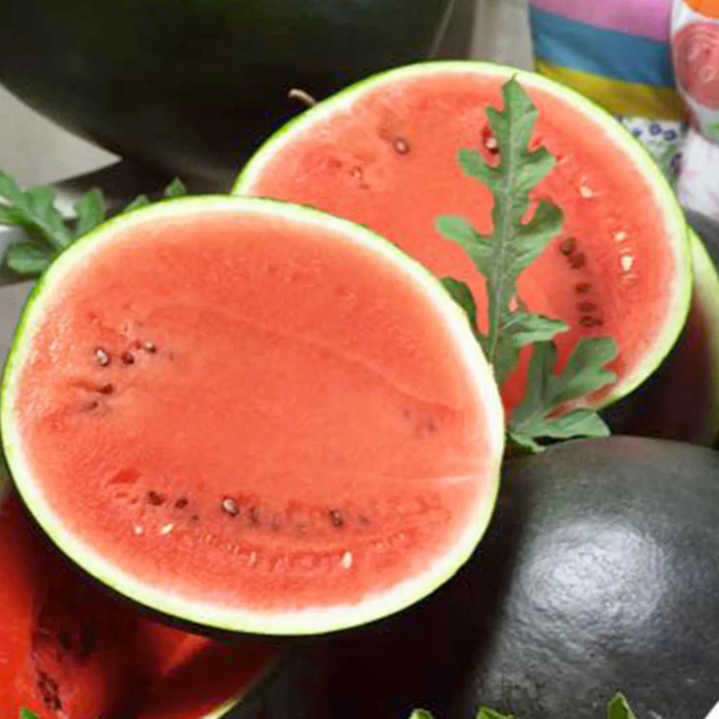 Wassermelone Citrullus 'Sugar Baby' - Süße Melonen selbst geerntet