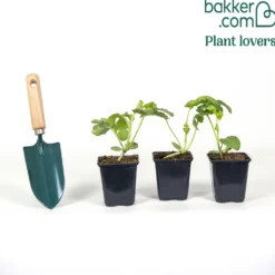 Wassermelonen Mini-Love - Süße Melonen selbst geerntet