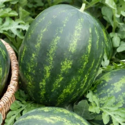Wassermelonen Mini-Love - Süße Melonen selbst geerntet